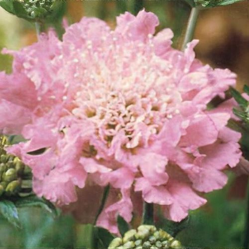 Scabiosa 'Pink Mist' - Shoot