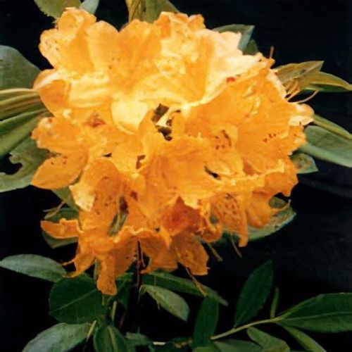 Rhododendron molle subsp. japonicum - Shoot