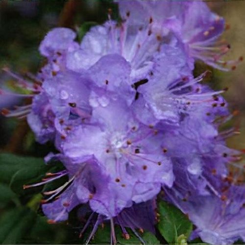 Rhododendron 'Blue Diamond' - Shoot