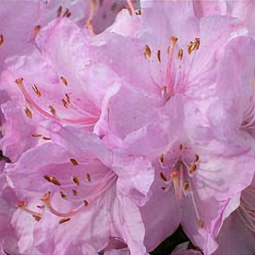 Rhododendron 'Snipe' - Shoot
