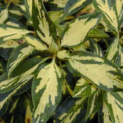 thuja smaragd kaufen 80-100 Thuja 
