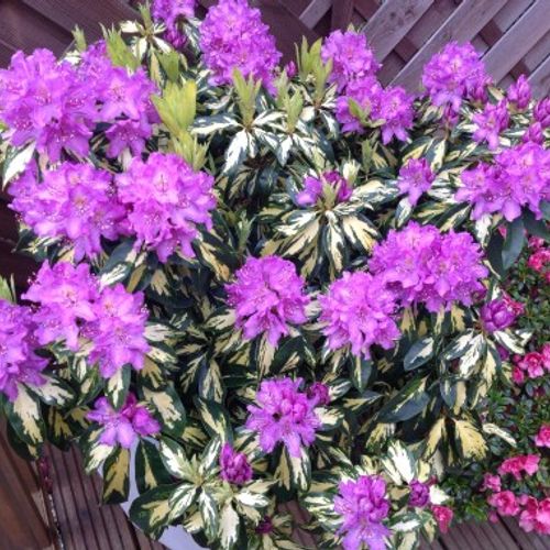 Rhododendron 'Molten Gold' - Shoot