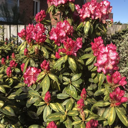 Rhododendron 'President Roosevelt' - Shoot