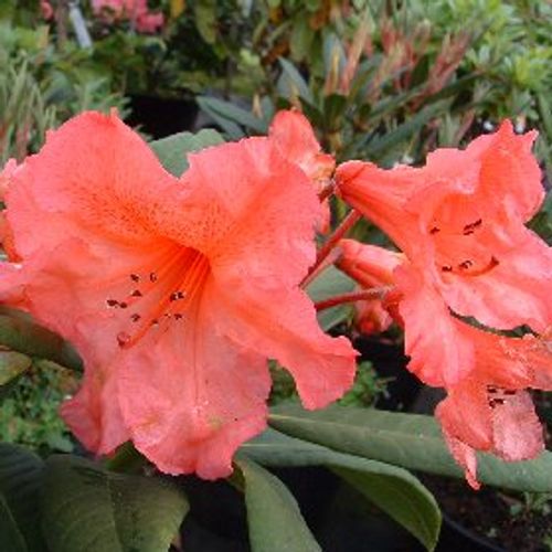 Rhododendron 'Tortoiseshell Wonder' - Shoot
