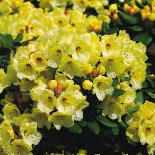 Rhododendron 'Flava' - Shoot