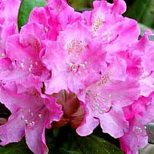 Rhododendron 'Kalinka' - Shoot