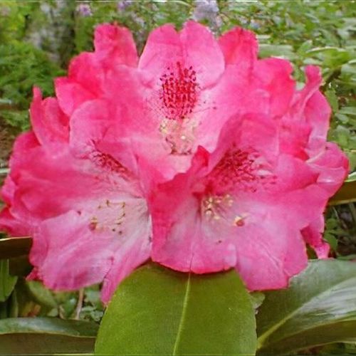 Rhododendron 'Morgenrot' - Shoot