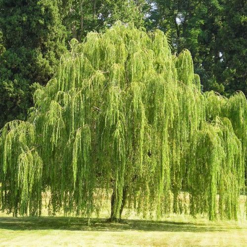 Babylon Weeping Willow