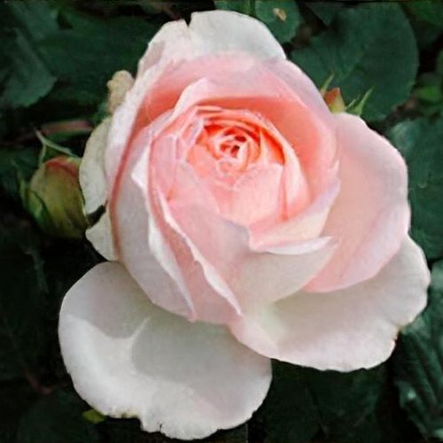 Clair Renaissance®' Shrub Rose - Roots Plants