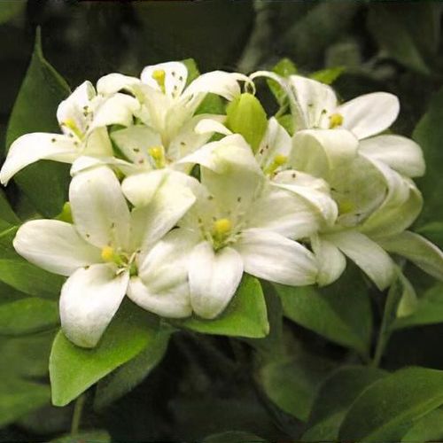 MURRAL Inflate blooming top ホワイト 1サイズ Murraya paniculata - Shoot