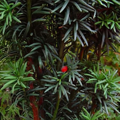 Taxus baccata 'Fastigiata Robusta' - Shoot