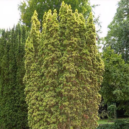 villa thuja American Pillar Thuja main image 0