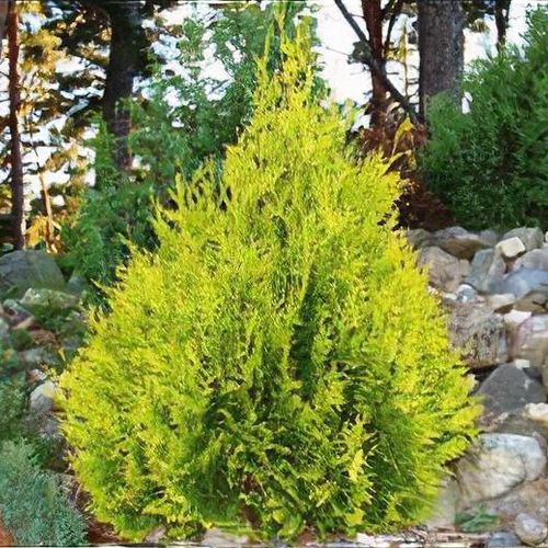 Thuja occidentalis 'Sunkist' - Shoot