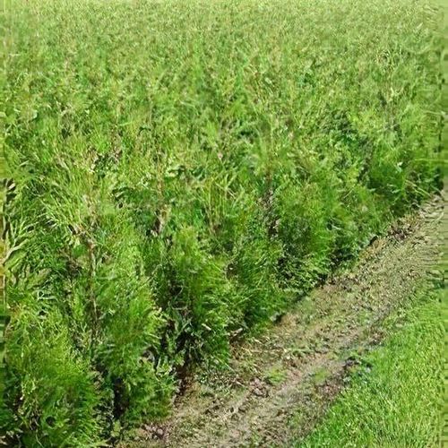 Thuja plicata 'Martin' - Shoot