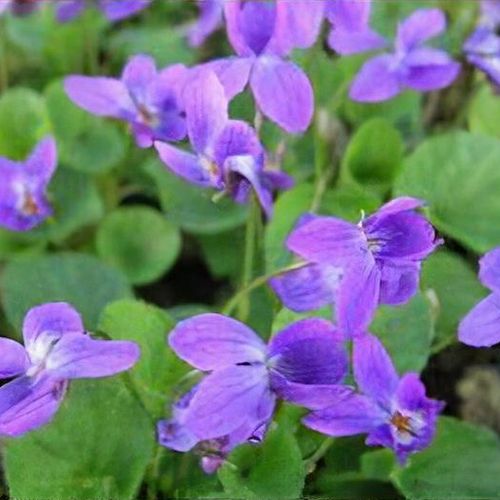 Viola odorata 'Queen Charlotte' - Shoot
