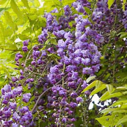 Buy Wisteria floribunda 'Black Dragon' Deep Purple Flowering Japanese Wist  — Mr Maple │ Buy Japanese Maple Trees