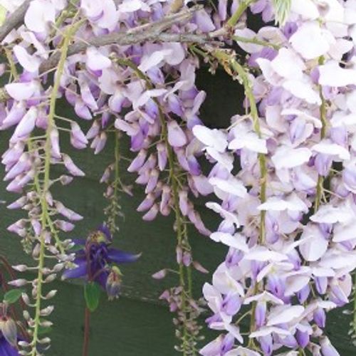 Wisteria floribunda 'Domino' - Shoot