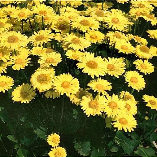 chirp plant watering alarm Plant Watering Alarm (Chirp)  Future Electronics Egypt