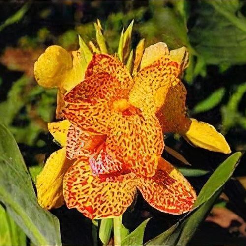 Canna 'Picasso' - Shoot