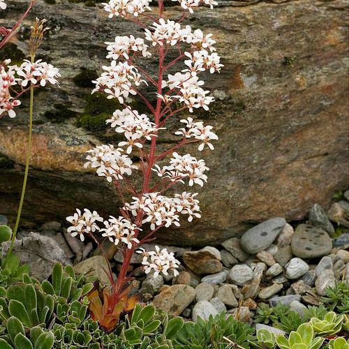 Saxifraga cotyledon - Shoot