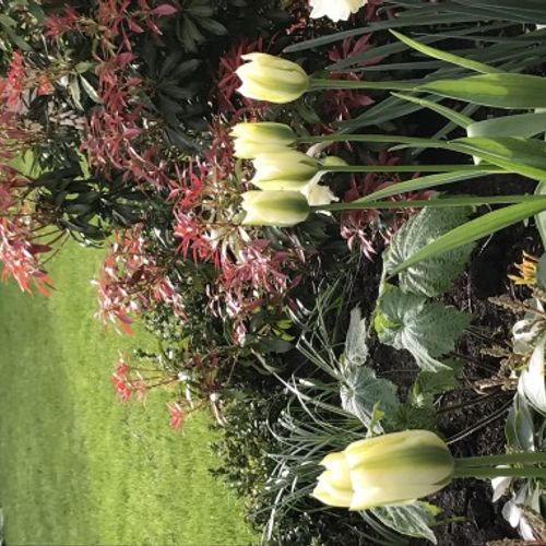 plastic planter bss Plastic Pot Deep Vacuum 3
