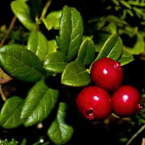 Vaccinium vitis-idaea - Shoot