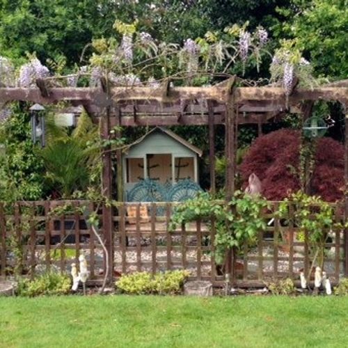 Wisteria x formosa 'Caroline' - Shoot