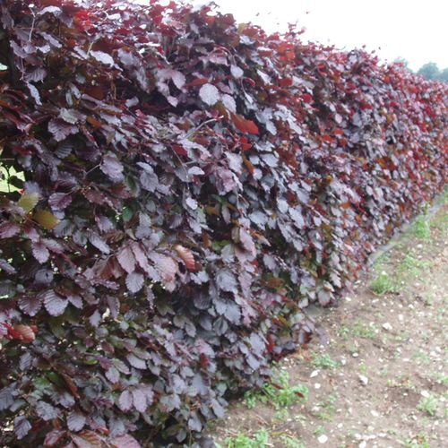 Fagus sylvatica Atropurpurea Group - Shoot