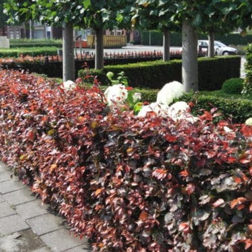 Fagus sylvatica Atropurpurea Group - Shoot
