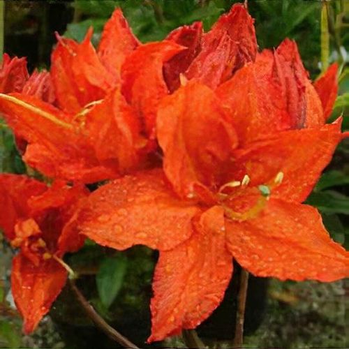 Rhododendron (Hotspur Group) 'Hotspur Red' - Shoot