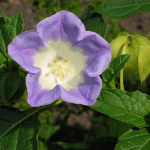 egg plants 30 EASTER EGG PLANT (Easter Eggplant / Ornamental Eggplant / Nest Egg)  Solanum Ovigerum Seeds