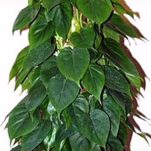 Philodendron scandens - Shoot