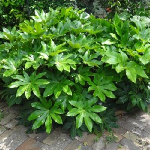 chiku plant Grafted Chiku Plant || Sapodilla Plant  Plantroops