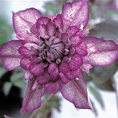 Clematis 'Cassis' - Shoot