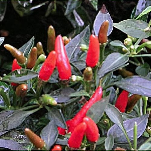 Buy Chilli Pepper 'Demon Red', Chilli Plants