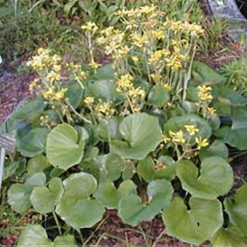 Farfugium japonicum - Shoot