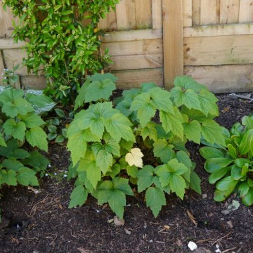 Anemone x hybrida 'Honorine Jobert' - Shoot