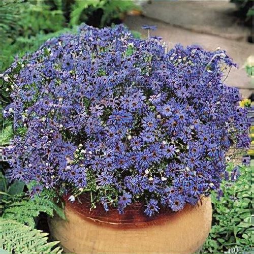 Brachyscome iberidifolia 'Twinkles' - Shoot