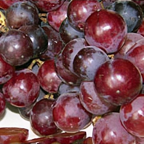 Vitis vinifera best sale crimson seedless