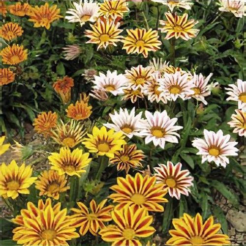 Gazania 'Tiger Stripes' - Shoot