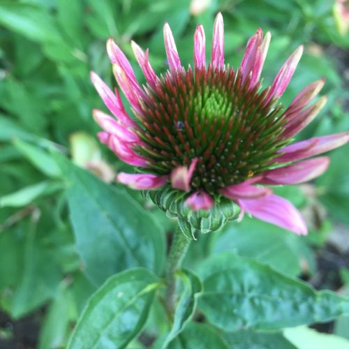 Echinacea 'Green Envy' - Shoot