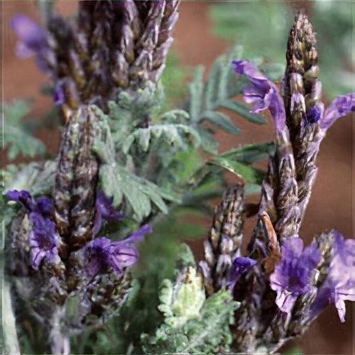 Lavandula multifida 'Blue Wonder' - Shoot