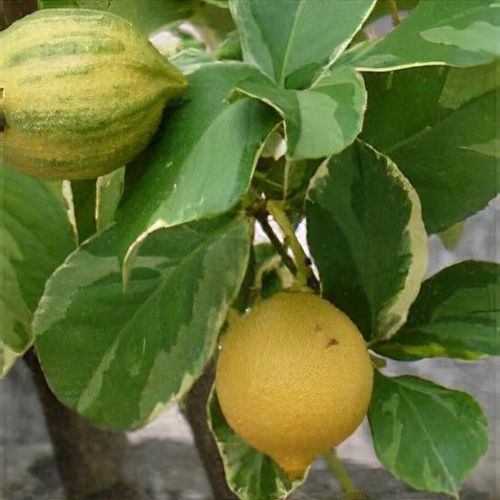 Citrus x limon 'Eureka' - Shoot