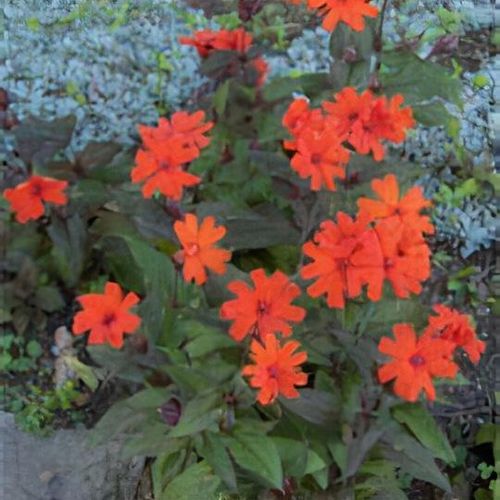 Lychnis x arkwrightii 'Vesuvius' - Shoot