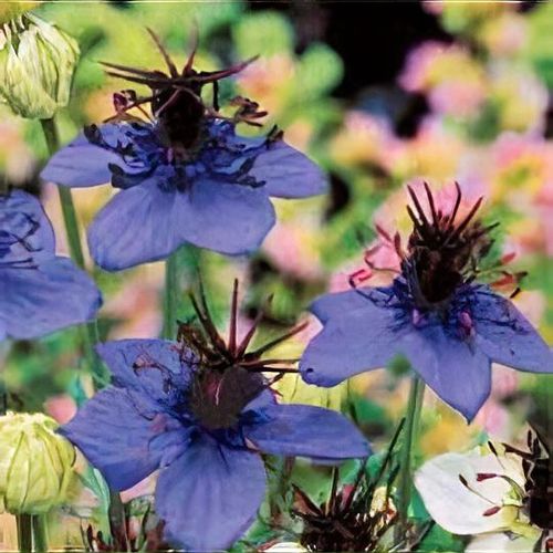 Nigella damascena 'Midnight Blue' - Shoot
