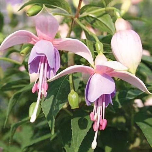 Fuchsia 'Diana, Princess of Wales' - Shoot