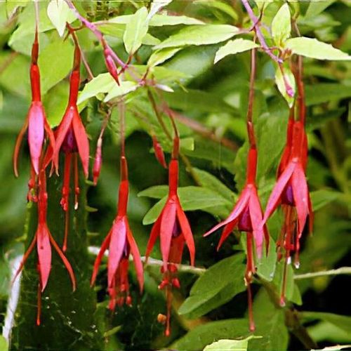 saatgut in kamillentee Kamille (Matricaria chamomilla) - Samen, Saatgut 1 g  Schildkrten.de