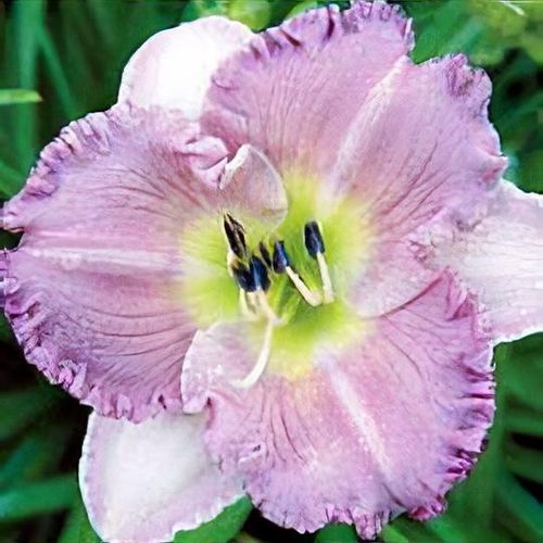 Hemerocallis 'Eleonore' - Shoot