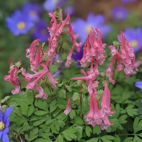Corydalis solida subsp. solida 'Beth Evans' - Shoot