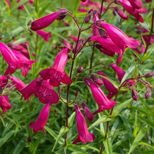 Penstemon garnet cheap